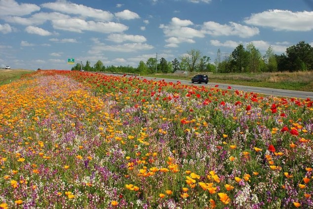 Roadside Bouquets